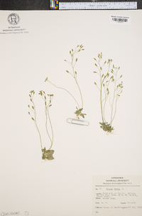 Draba verna image